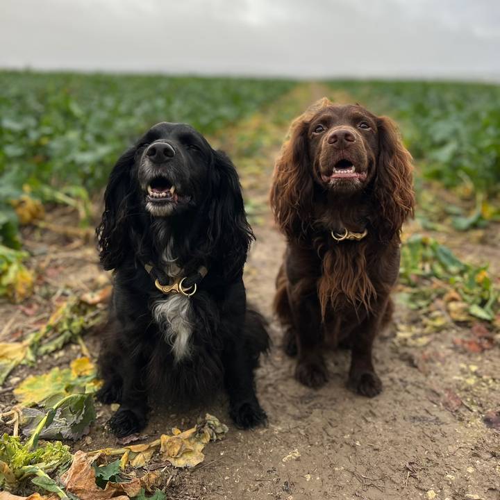GB&MySpaniels