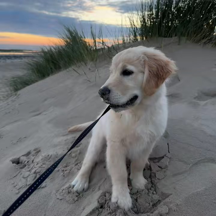 Milo The Golden Retriever 🐾