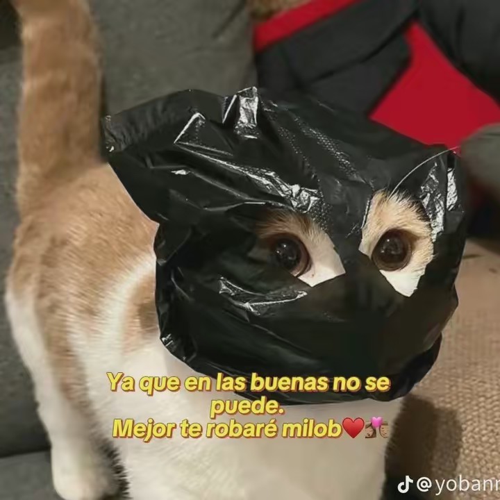 🐈‍⬛️🪞HABIBI DE MARYFER ❤️‍🩹