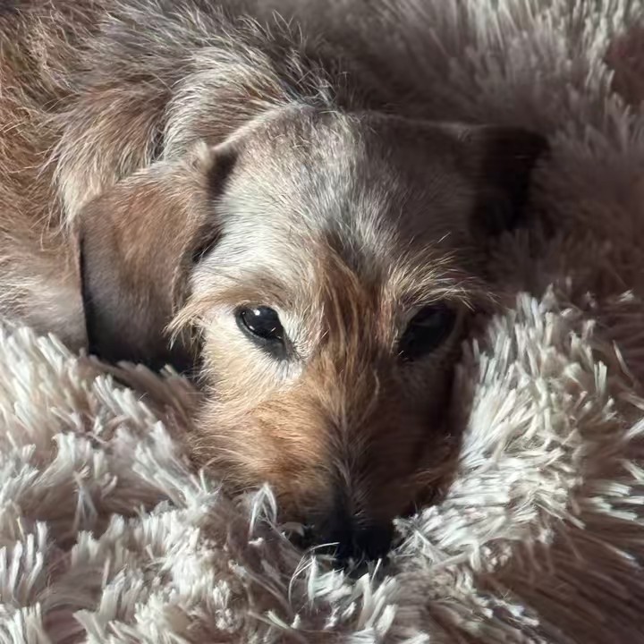 Sammy vom Butzelwald