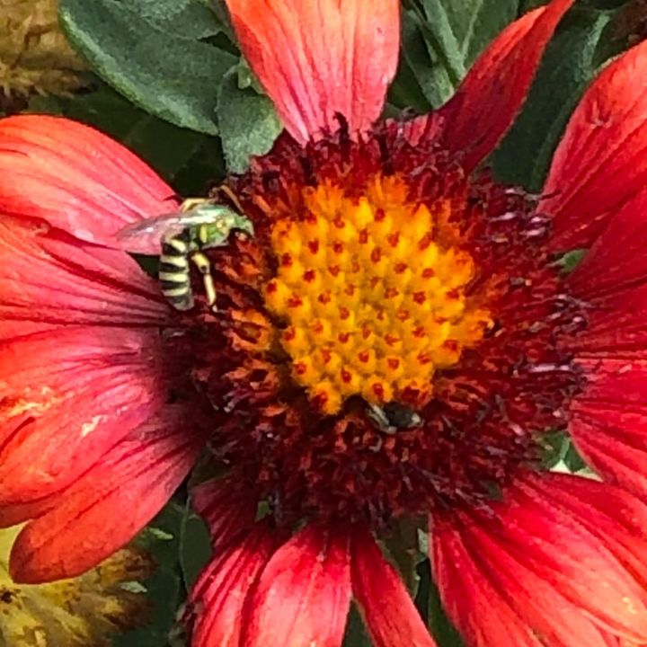 laura.d.flower.crazy