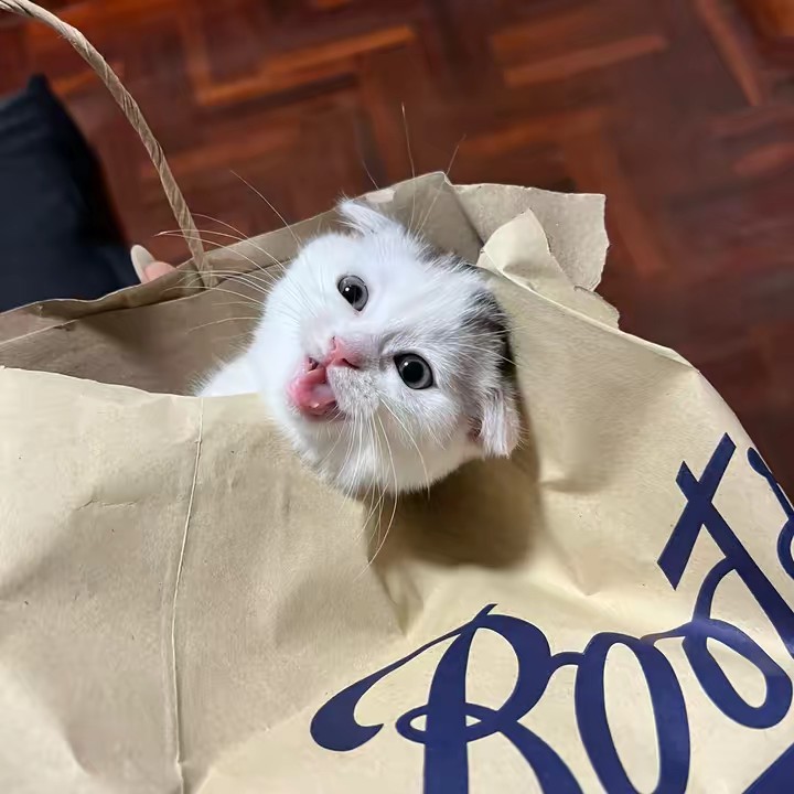 ชิโระชอบกินแครอท