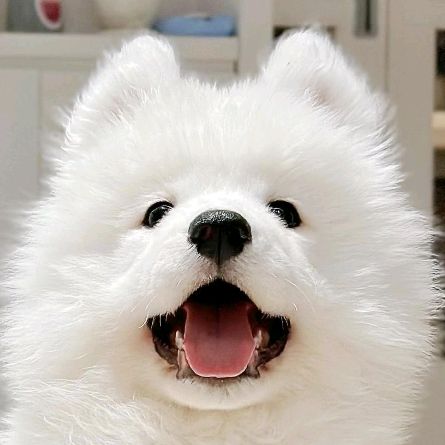 사모예드 티코🐻‍❄️
