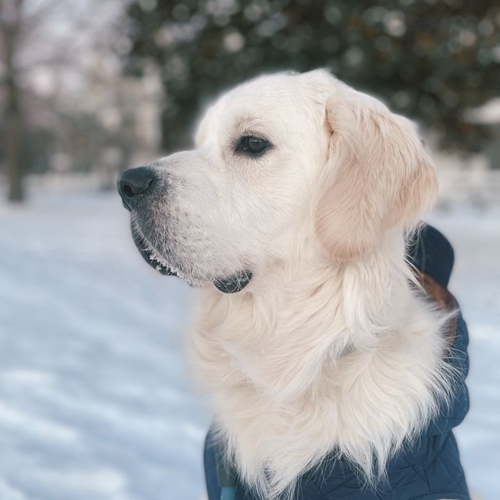 Boomer the Golden Retriever