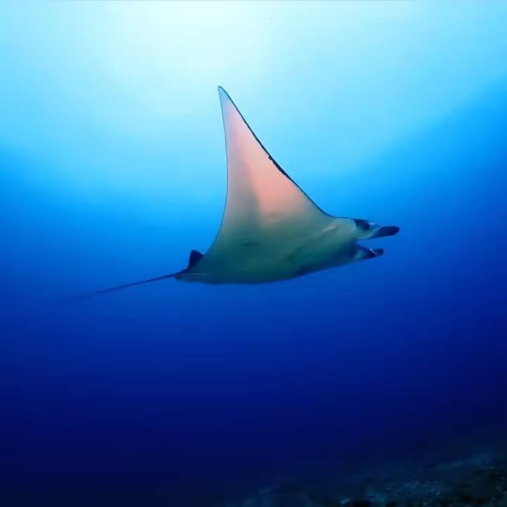 K's//おウチビート🪘🎶