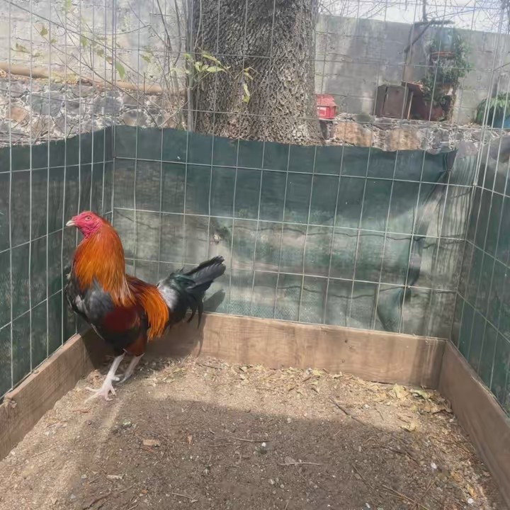 PARTIDO EL SEÑOR DE LAS NIEVES