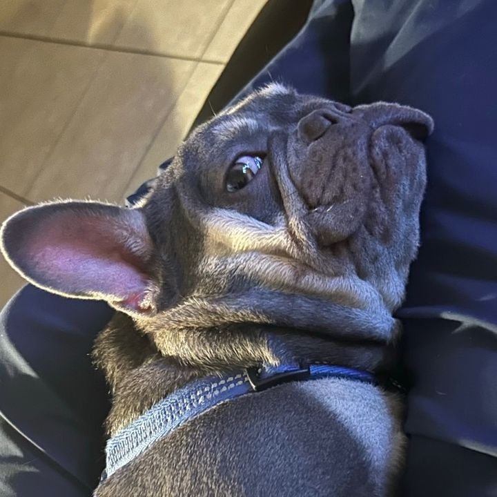 BenjiTheFrenchie