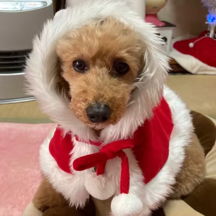 🐶💎メル💎🐶💅