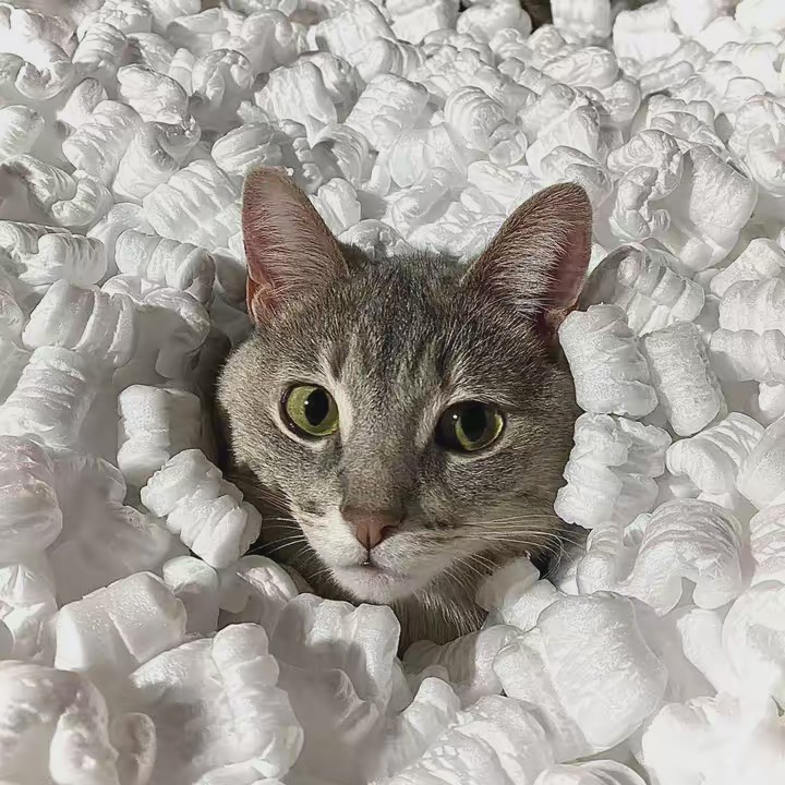 Kiki and Kilo