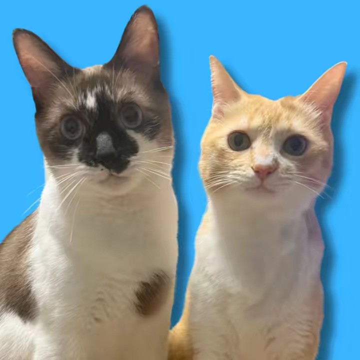 たぬ吉とゆず吉は兄弟なんだよ