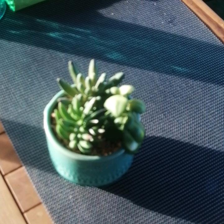 الزعيم ادرار