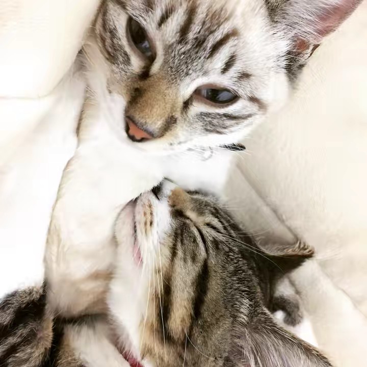 いなばとまつもと