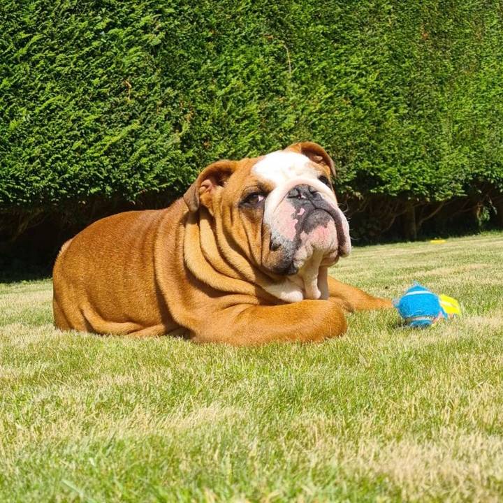 Bulldog Pablo Anglesey