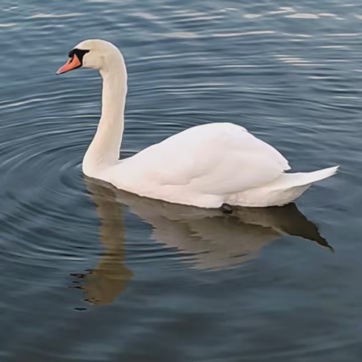 Roucha.Chakra🇱🇧♥️🇩🇪