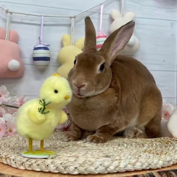 🍒🐰ちぇり🐰🦋🫧