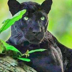 Jean Michel Palenzue