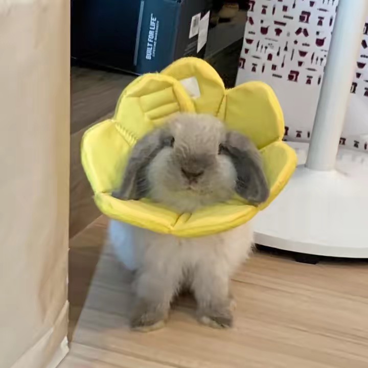 โป๊ยเซียนอัยลูกหมา