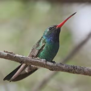 Paraíso Colibrí