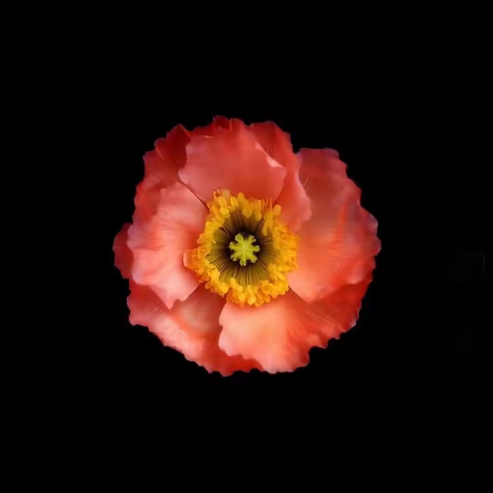 نازنین🇦🇫