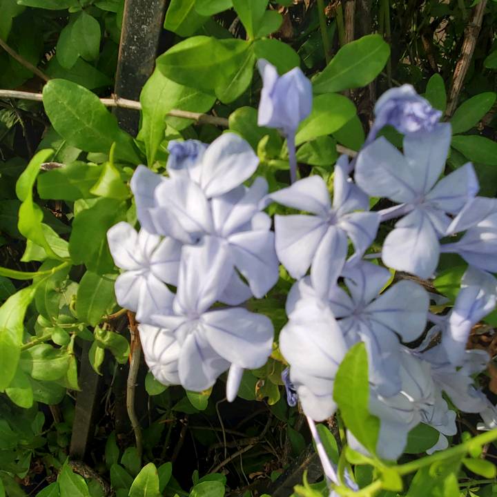 🌊🦋Aslethetic🦋🌊