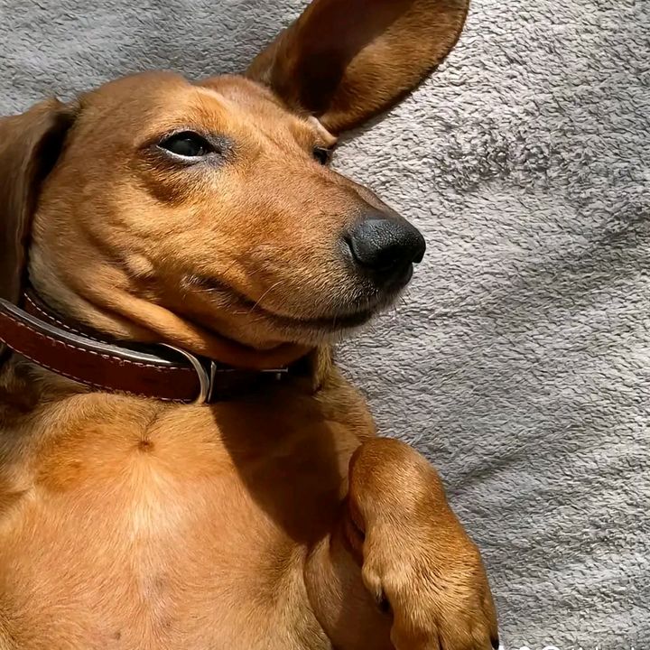 ☸️_шерстяной_☸️