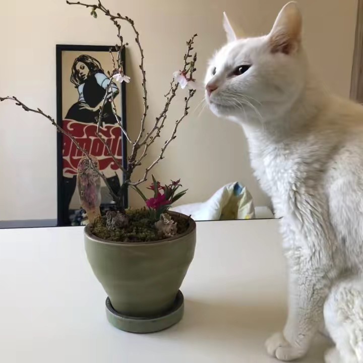 🐱サンヴィ🐱🐣🐝🦕🦅