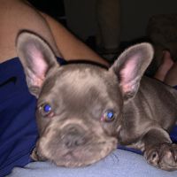 French Bulldog