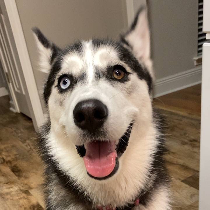 Rain the husky