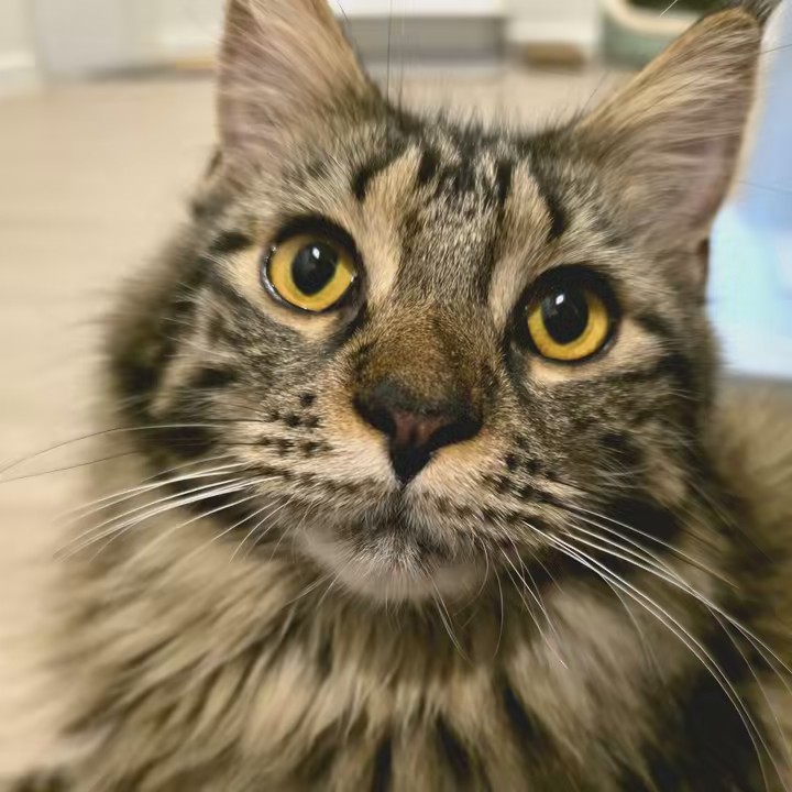 Lila เป็นแงว