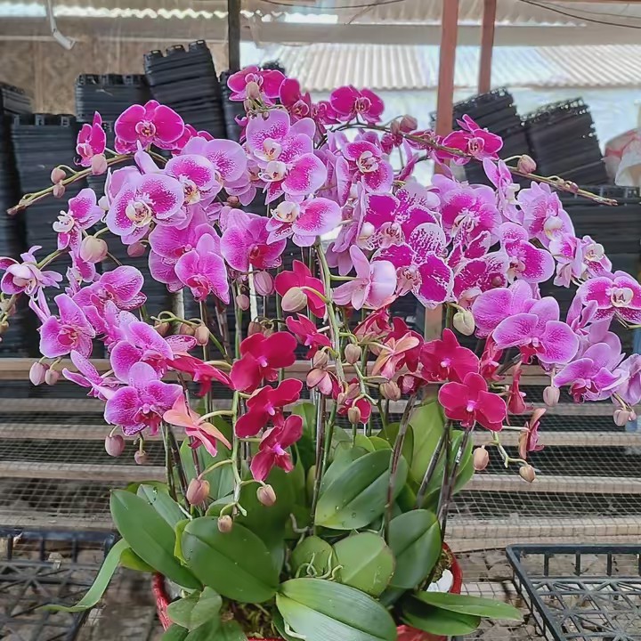 GALERY ANGGREK BOGOR⛎