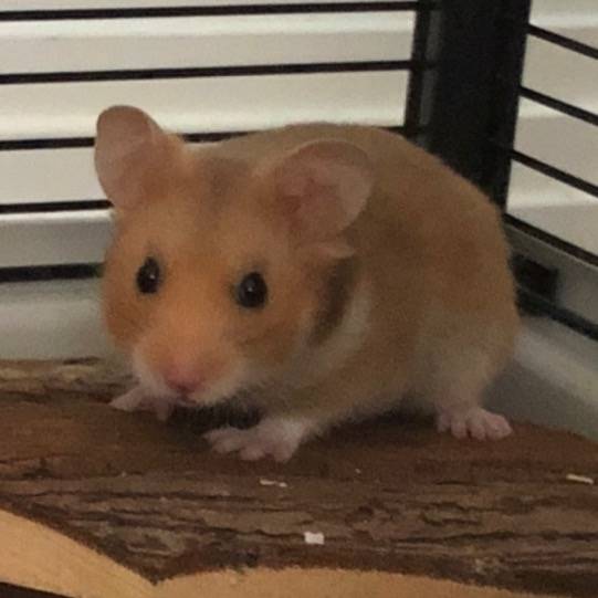 hamsterzworld