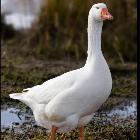 thekingofgeese