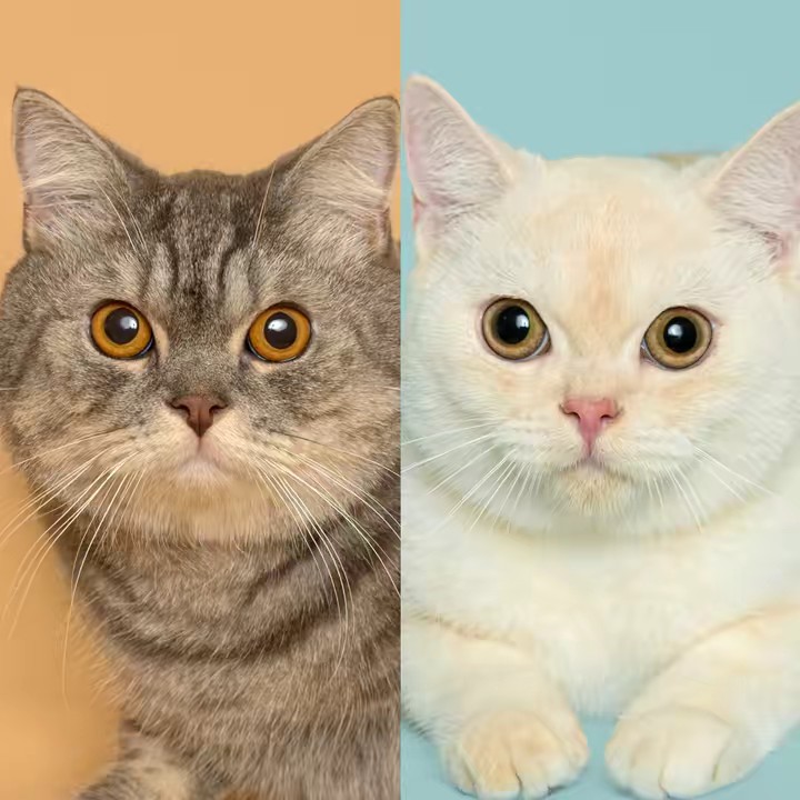 MaoMao & Ototo 🐈🐈‍⬛