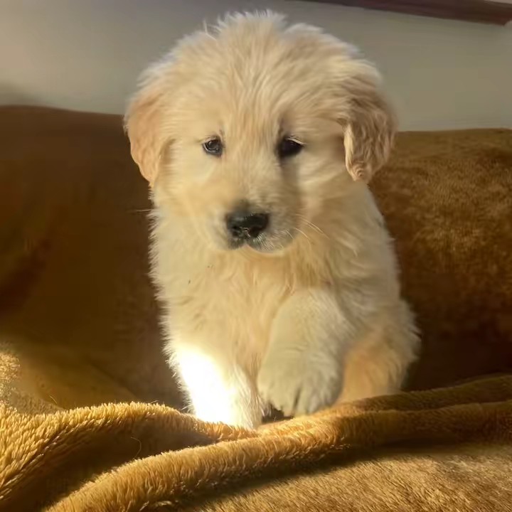 biancothegoldenretriever