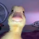 🔥𝓅𝒽𝑜ͥ𝑒𝓃ͣ𝒾ͫ𝓍🔥