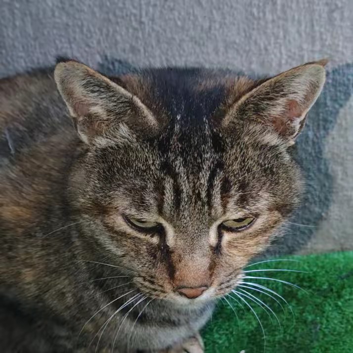 ヒムさん（ちっちゃいオジサン）