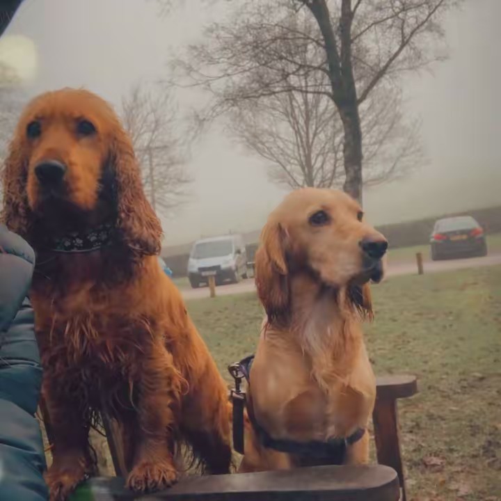 PROPER COCKER SPANIELS