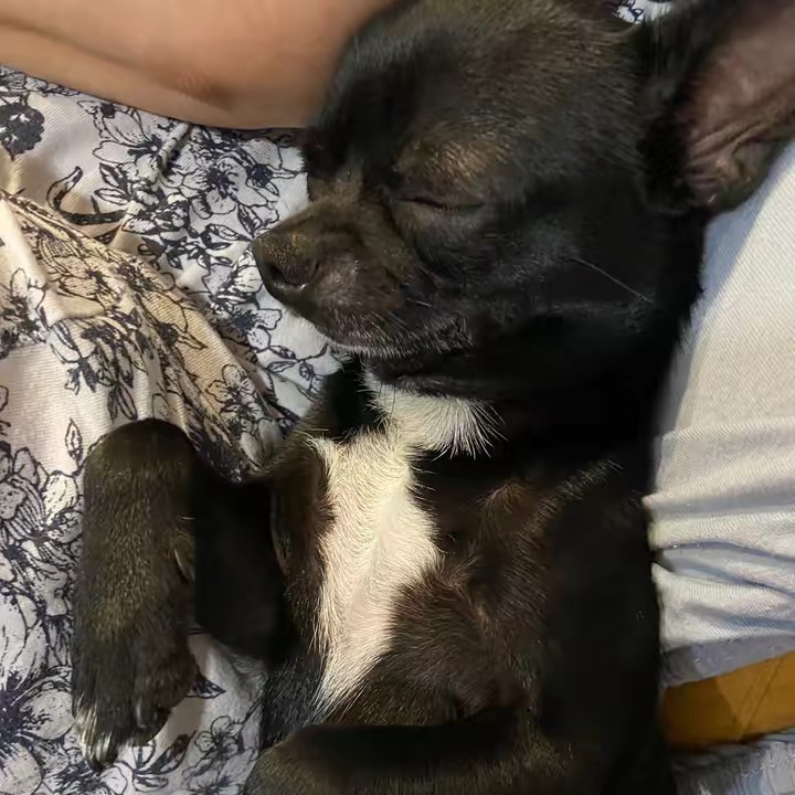 Chihu Monkey❤️🐶