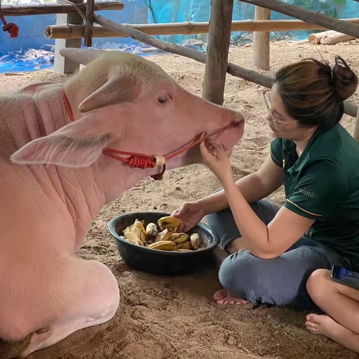 น้ำพริกกากหมูนายฮ้อย