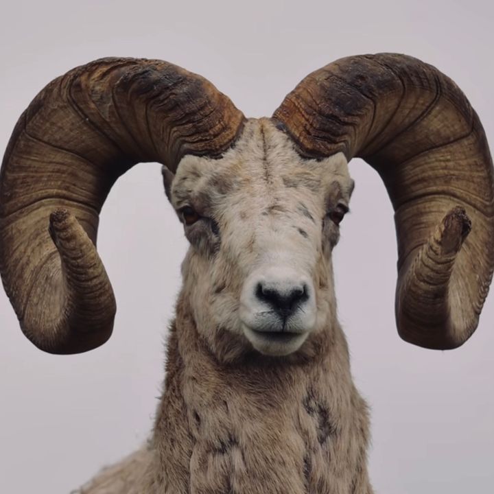 Predators Of The AnimalKingdom