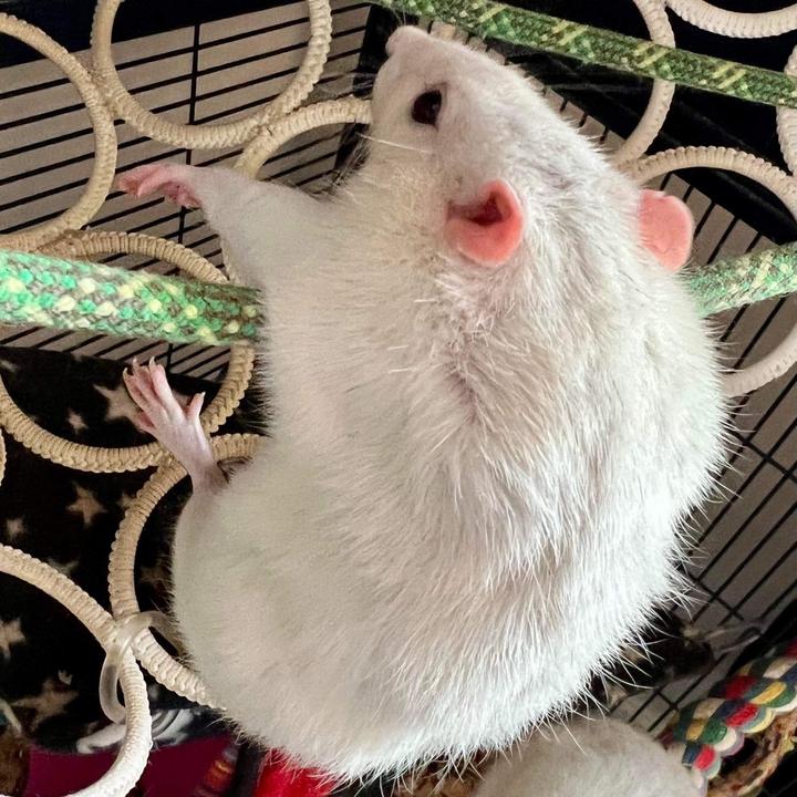 Noodletail Adventures 🍉