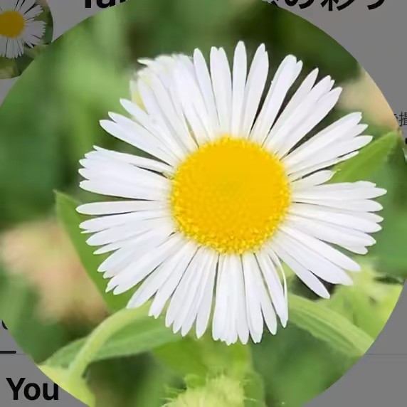 自然の彩り｜野草の物語