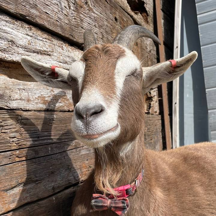 Whitegate Animal Sanctuary