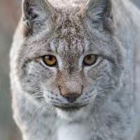 🐅WildCat Ridge Sanctuary🐅