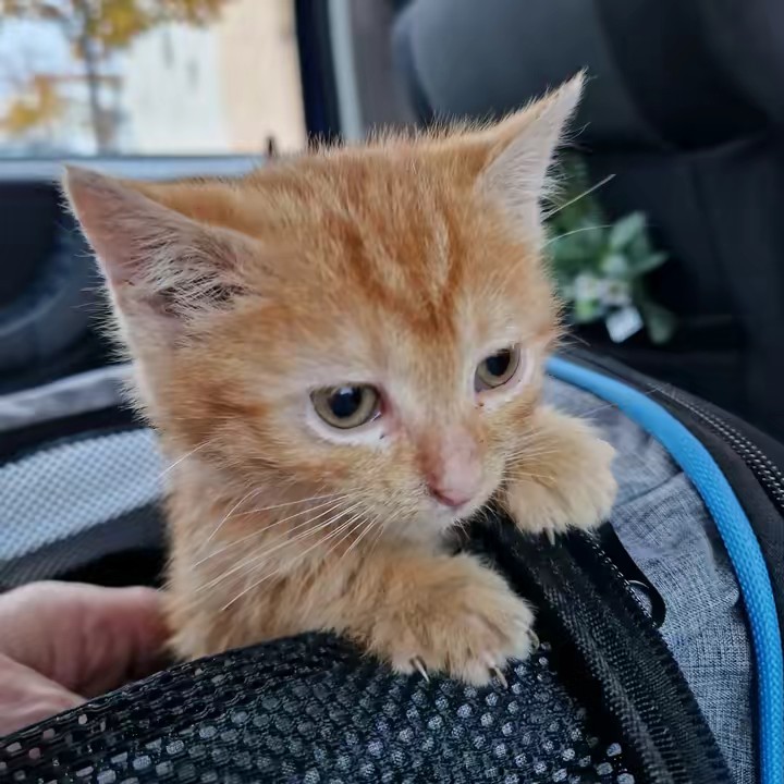 Mauro "The Cat" Icardi