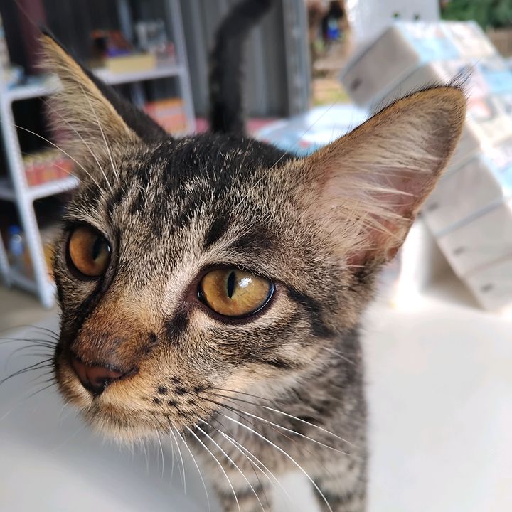 เวน่อม แมวหูบิน