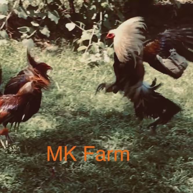 MKfarm