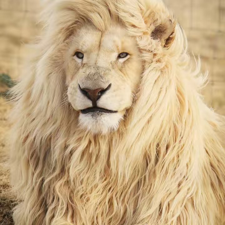 RİHA.63 ŞÊR KOBANÎ2amedspor21