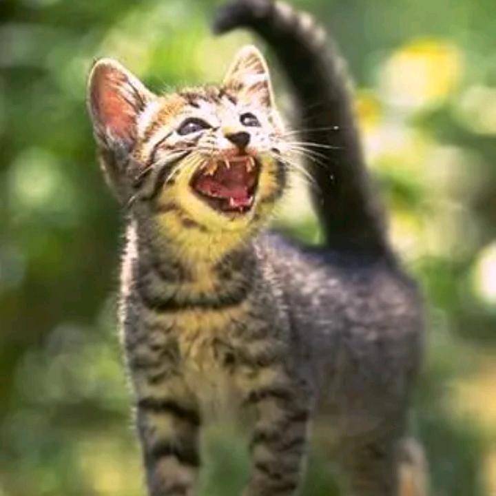 Ahmad wawan pramodana