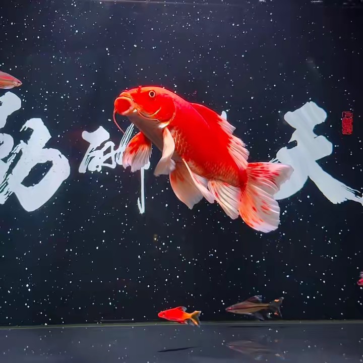 Thành Chơi Cá (Tạp Hoá Cho Cá)